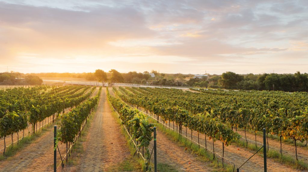 Sunset vineyard rows among things to do in Fredericksburg, TX