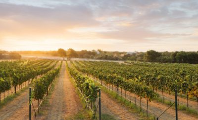 Things to do in Fredericksburg, TX​ for Guests